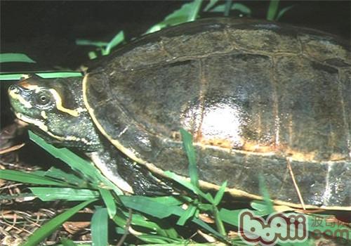 冠背龜