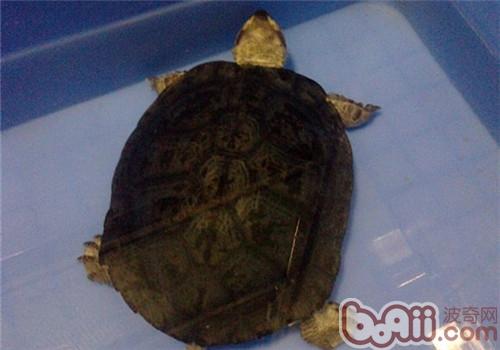 粗頸龜