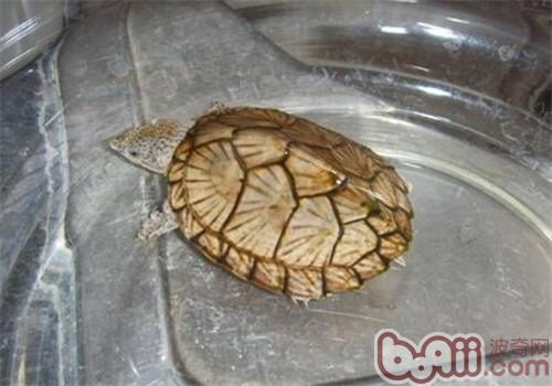 刀背麝香龜