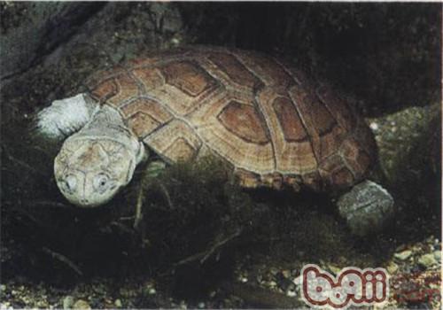 沼澤側頸龜