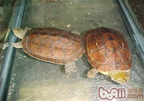 臘戌擬水龜