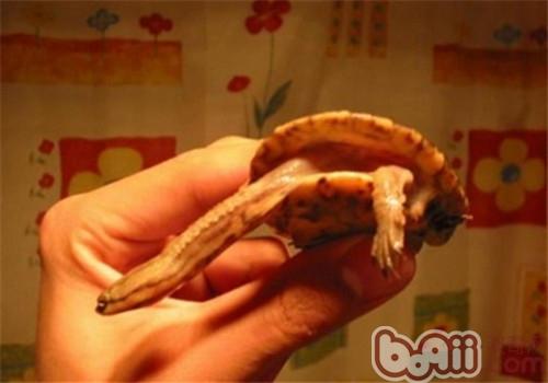 南美蛇頸龜