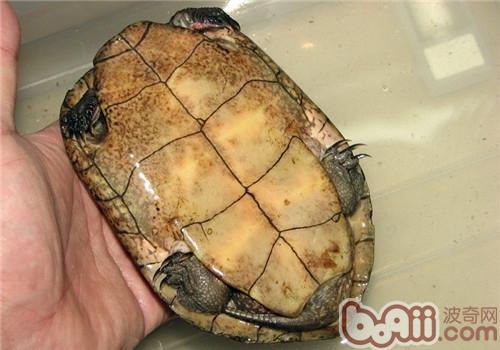 擬眼斑水龜