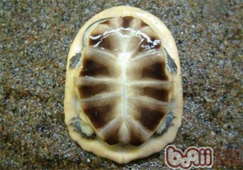 巴西蛇頸龜