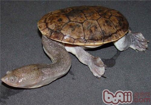 長身蛇頸龜