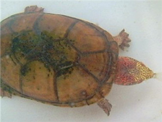 斑紋泥龜