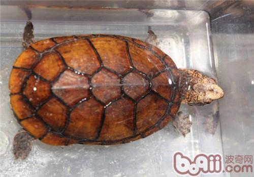 斑紋泥龜