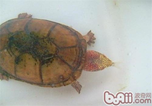 斑紋泥龜