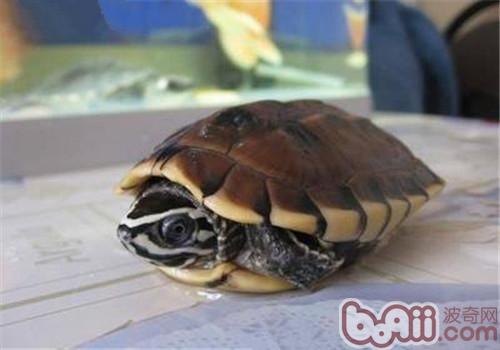 馬來食螺龜