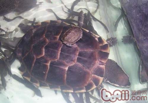 馬來食螺龜