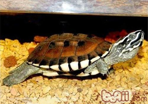 馬來食螺龜