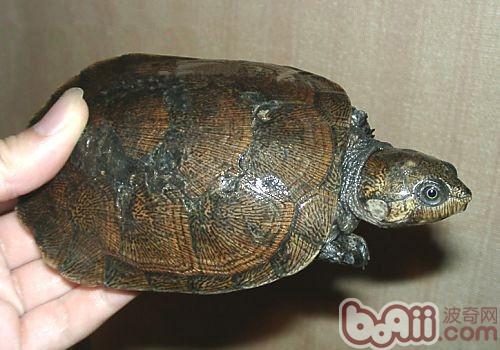 馬達加斯加大頭側頸龜