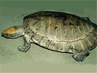 中美洲河龜