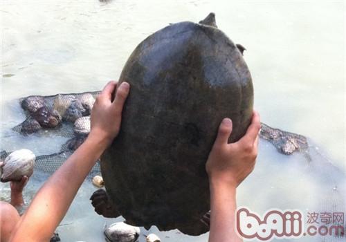中美洲河龜
