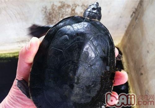 中美洲河龜