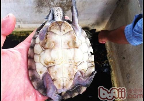 中美洲河龜