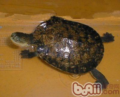 裙邊龜