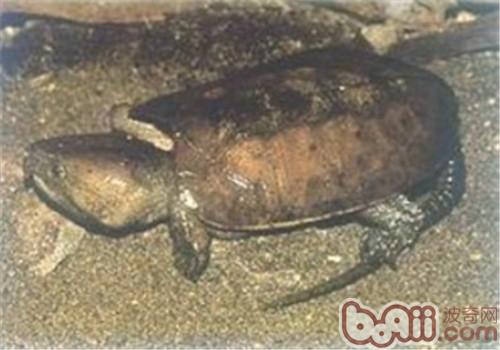 緬甸平胸龜