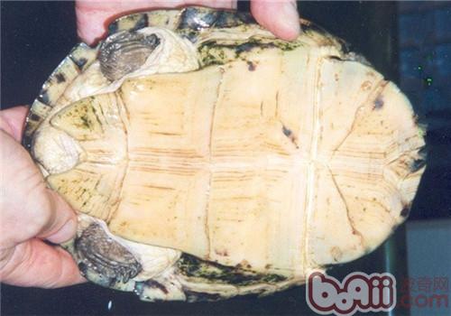 非洲稜背泥龜