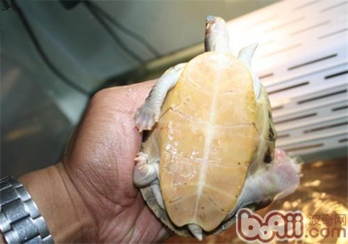 史密斯稜背龜