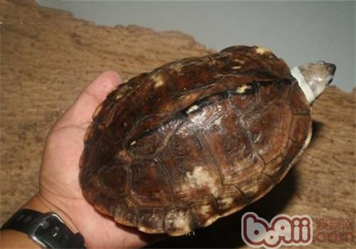 史密斯稜背龜