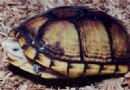 褶皺泥龜