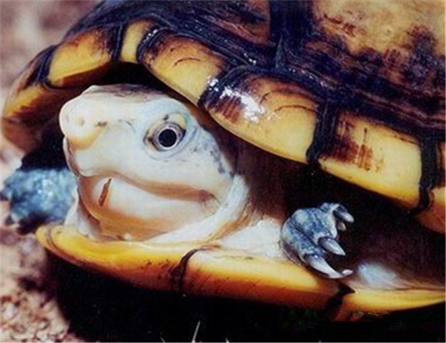 褶皺泥龜