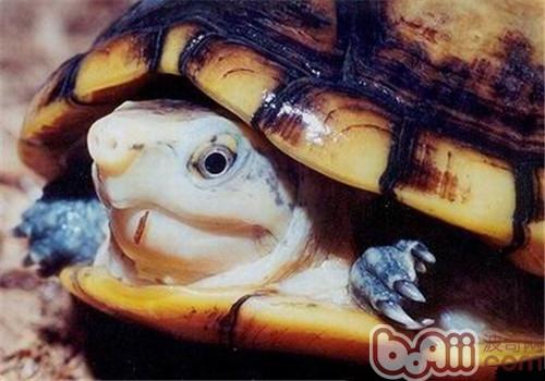 褶皺泥龜