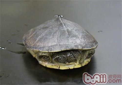 白胸側頸龜