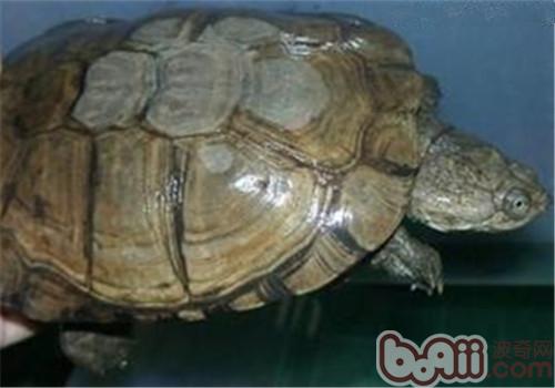 白胸側頸龜