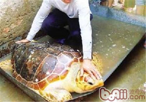 大西洋蠵龜