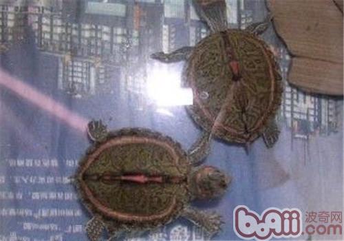 粉紅圈鋸背龜