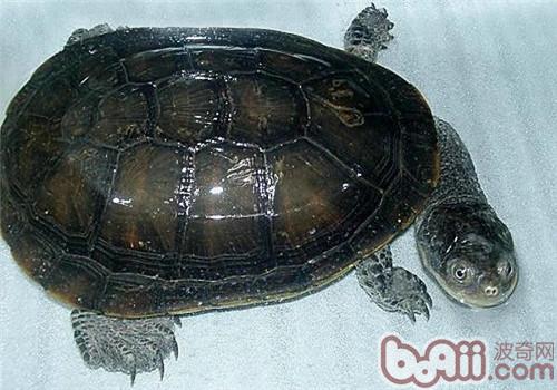 刺股蛇頸龜