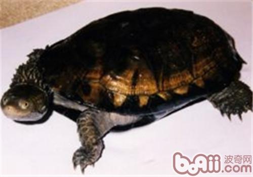 刺股蛇頸龜
