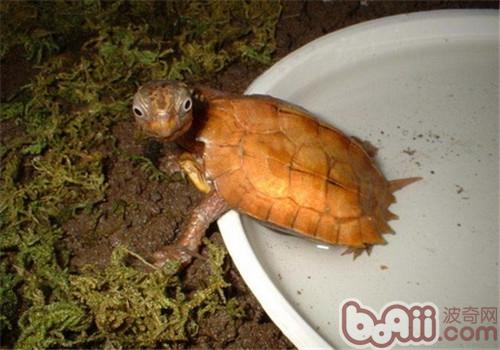 楓葉龜
