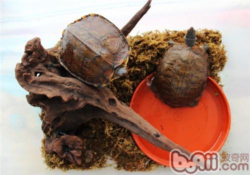 洪都拉斯木紋龜