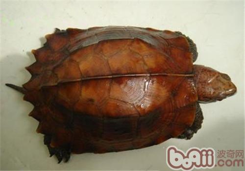 鋸緣攝龜