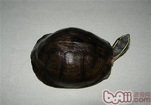 安布閉殼龜