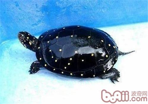 星點水龜