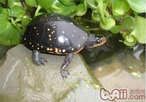 星點水龜