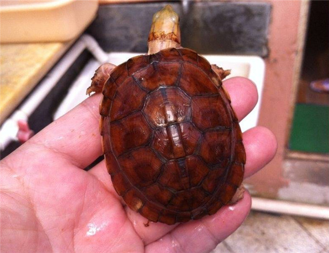 百色閉殼龜
