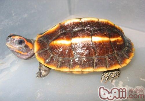 三稜黑龜
