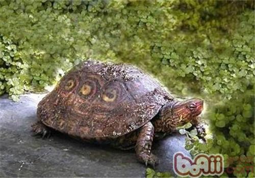 哥斯達黎加木紋龜