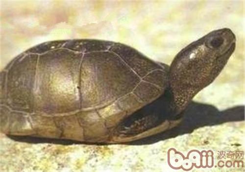 沼澤箱龜