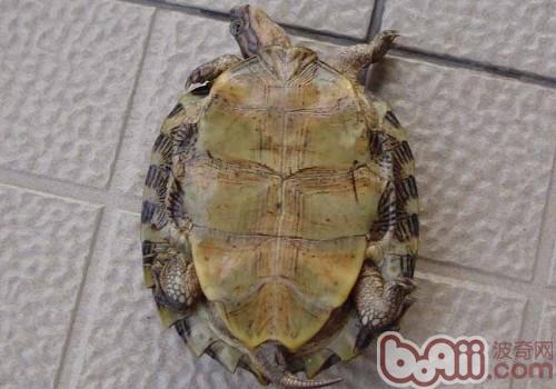 條頸攝龜
