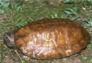 馬來果龜