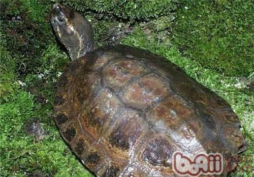 馬來果龜