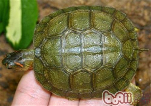 犁溝木紋龜