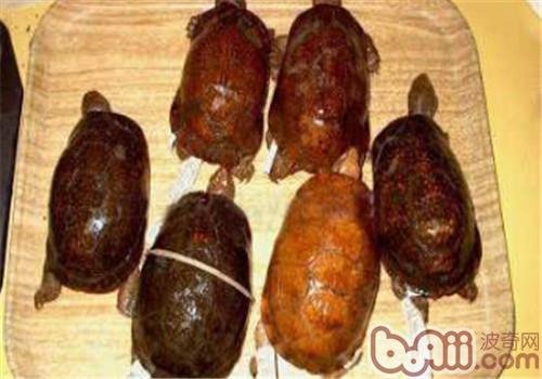 斑點箱龜