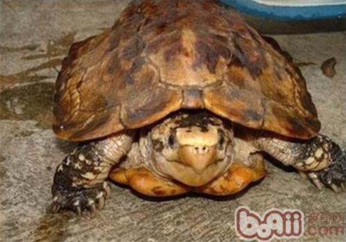 蘇拉威西白頭龜